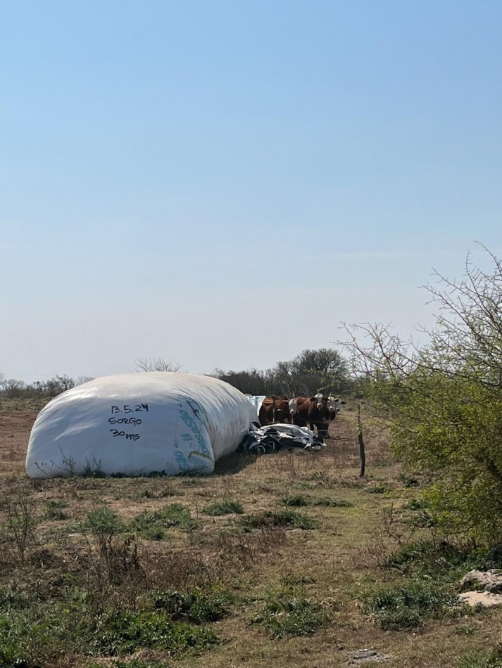 CAMPO MIXTO EN SA PEREIRA !! CASI 94Ha OPORTUNIDAD DE INVERSION !!!!