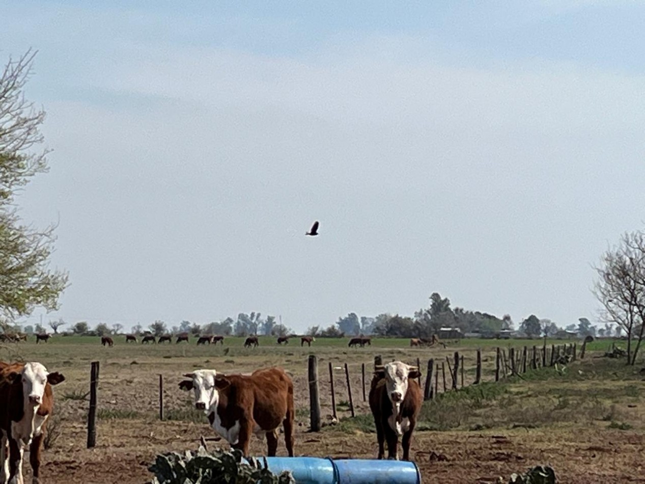 CAMPO MIXTO EN SA PEREIRA !! CASI 94Ha OPORTUNIDAD DE INVERSION !!!!