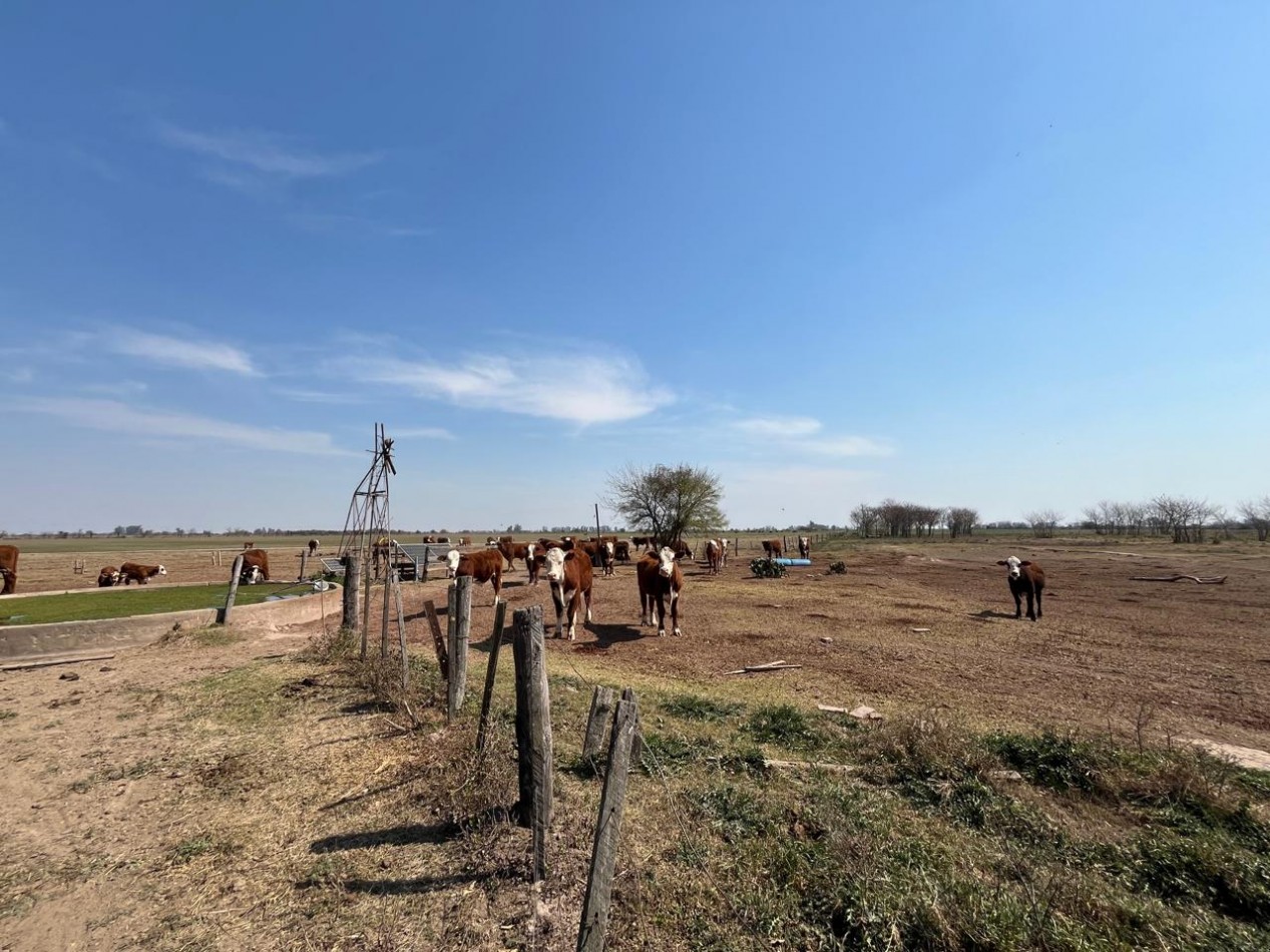 CAMPO MIXTO EN SA PEREIRA !! CASI 94Ha OPORTUNIDAD DE INVERSION !!!!