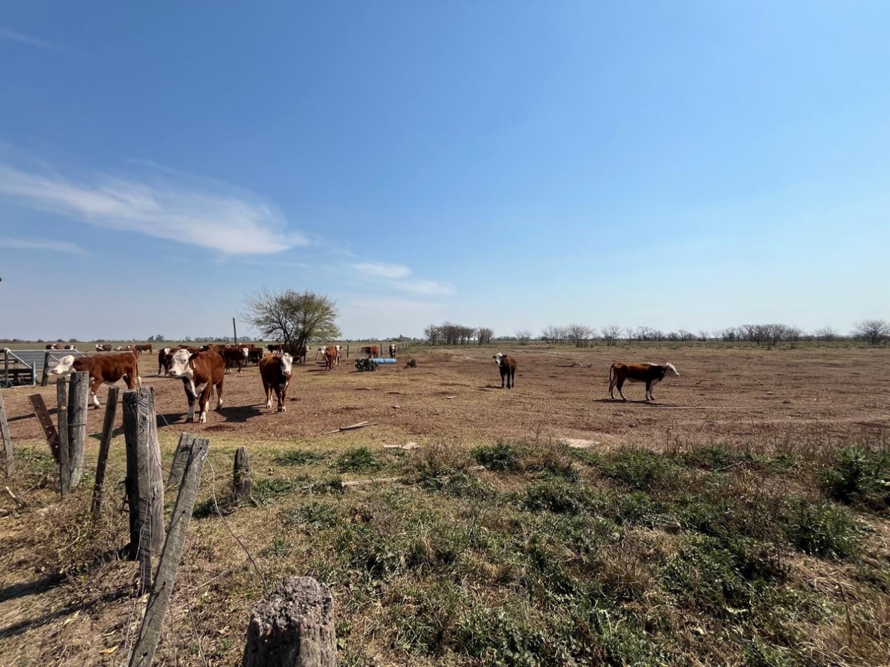 CAMPO MIXTO EN SA PEREIRA !! CASI 94Ha OPORTUNIDAD DE INVERSION !!!!