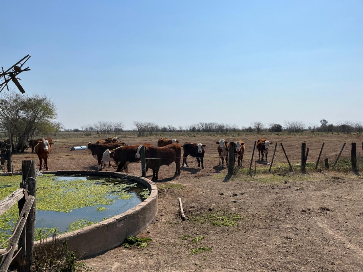 CAMPO MIXTO EN SA PEREIRA !! CASI 94Ha OPORTUNIDAD DE INVERSION !!!!