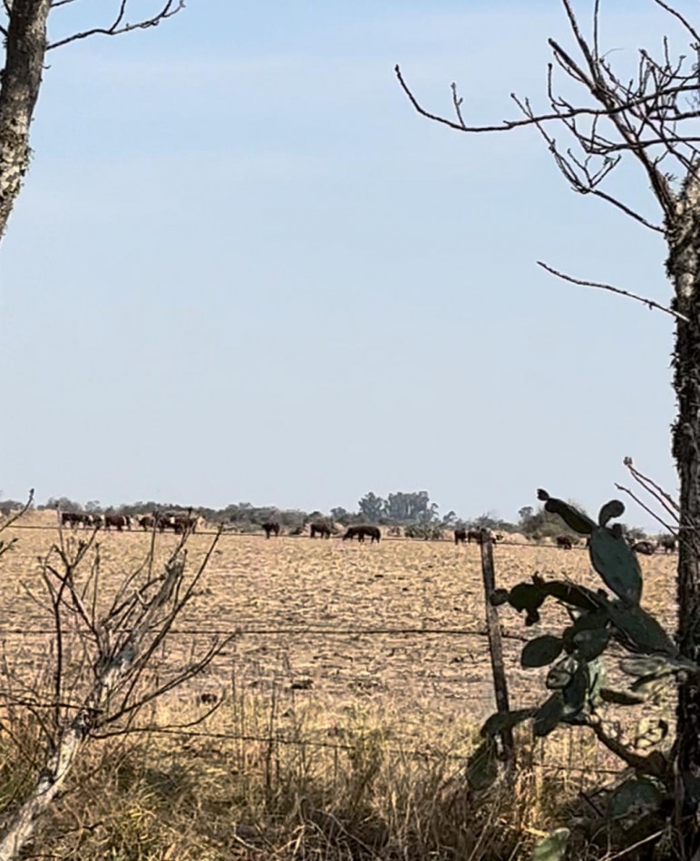 CAMPO MIXTO EN SA PEREIRA !! CASI 94Ha OPORTUNIDAD DE INVERSION !!!!